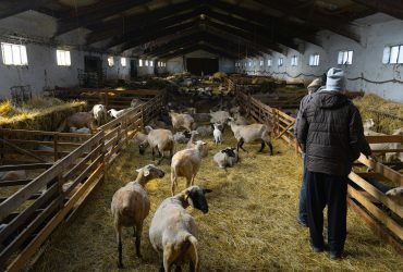 A glimpse inside a sheep barn with farmers tending to the flock in Vranov nad Topľou, Slovakia.