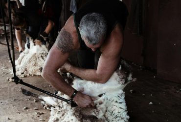 Faceless male farmer shearing domestic sheep and cutting off fluffy woolen fleece in barn in farmland